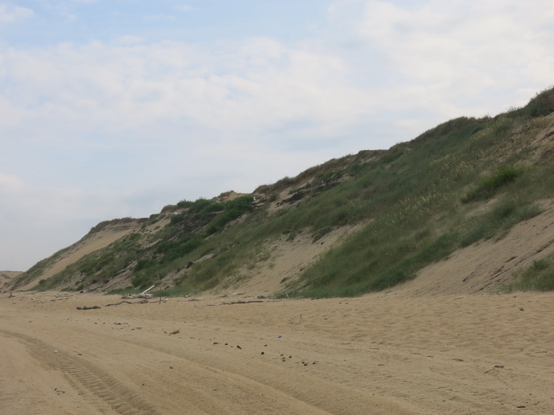 Dune littorale de Capbreton couverte d'oyats