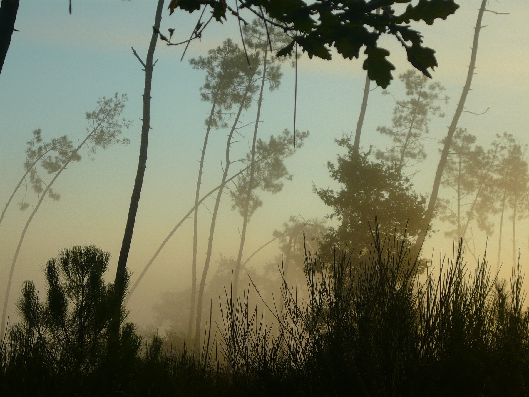 Pins maritimes de la forêt des Landes dans la brume bleutée