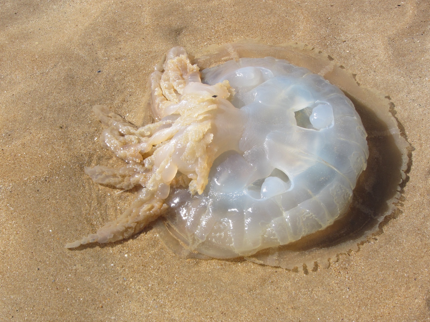 Méduse chou-fleur échouée au bord de l'eau, île d'Oléron
