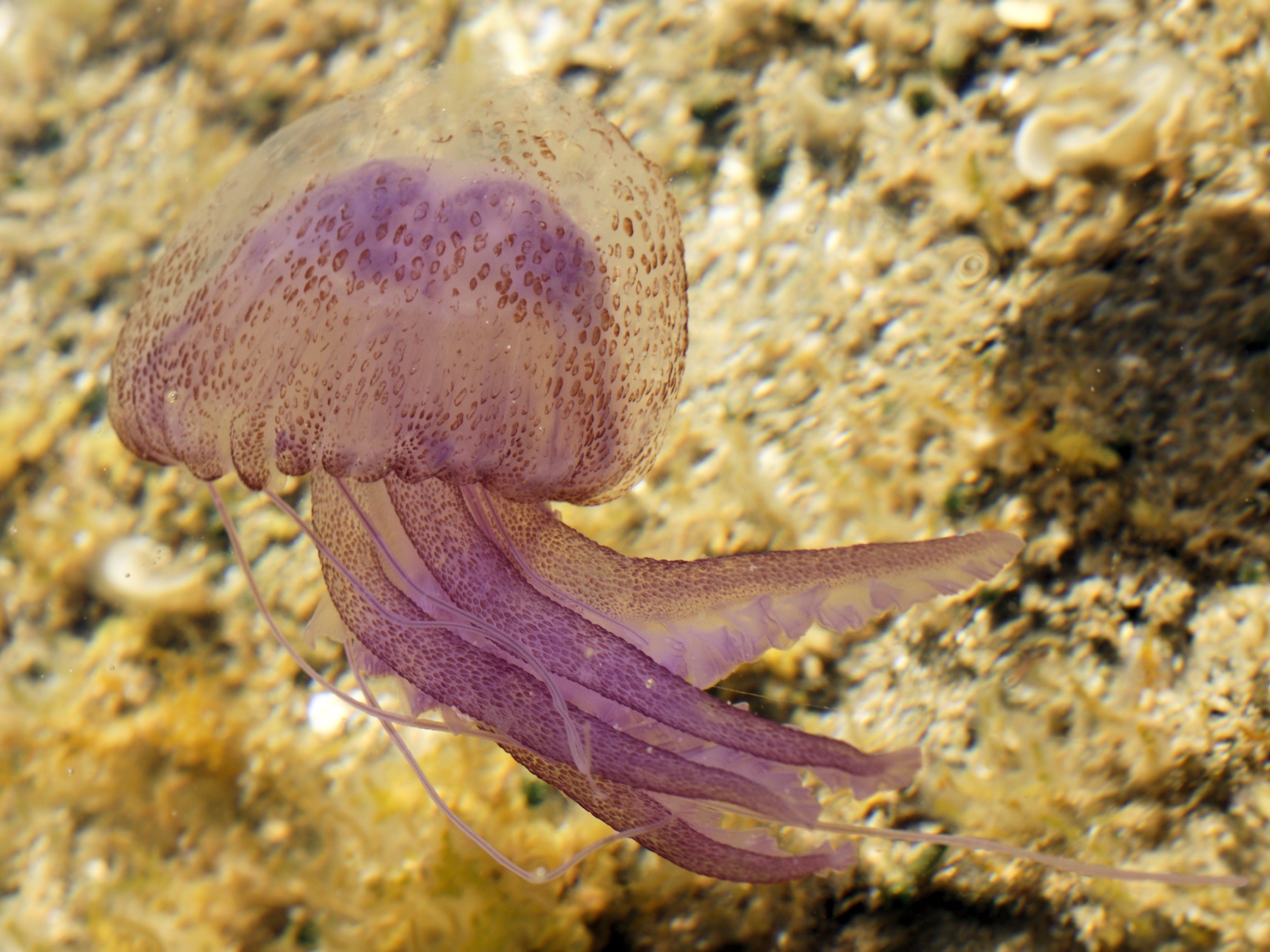 Pélagie, petite méduse mauve aux longs bras