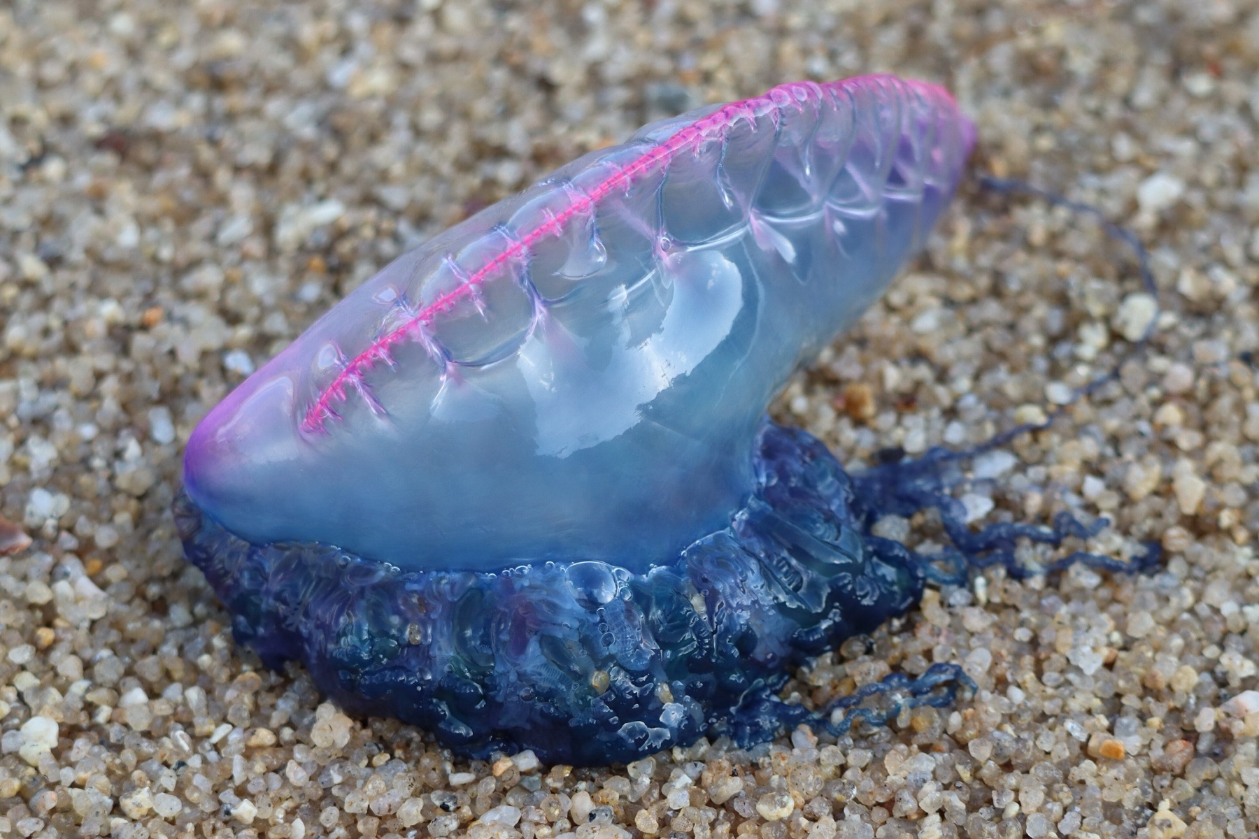 Physalie échouée sur le sable, flotteur bleu et violet translucide